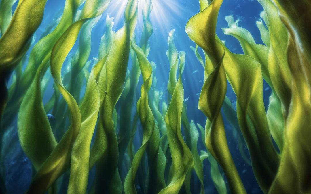 Did you know algae could be a sign of a leak in your pool?